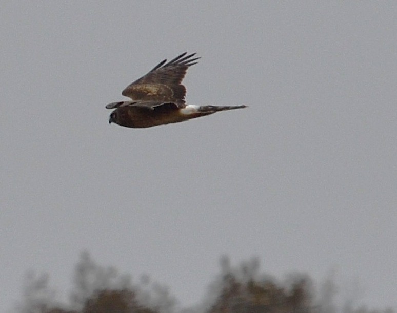 Лунь американський - ML645625075