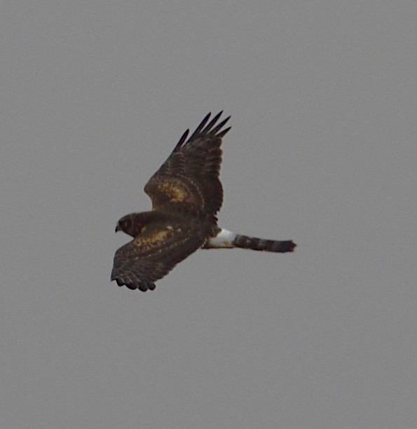 Лунь американський - ML645625076