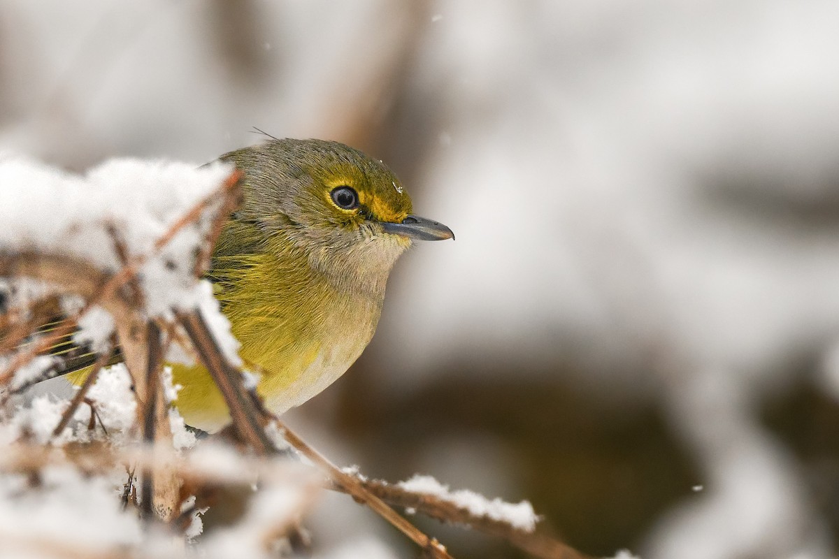 White-eyed Vireo - ML645625090
