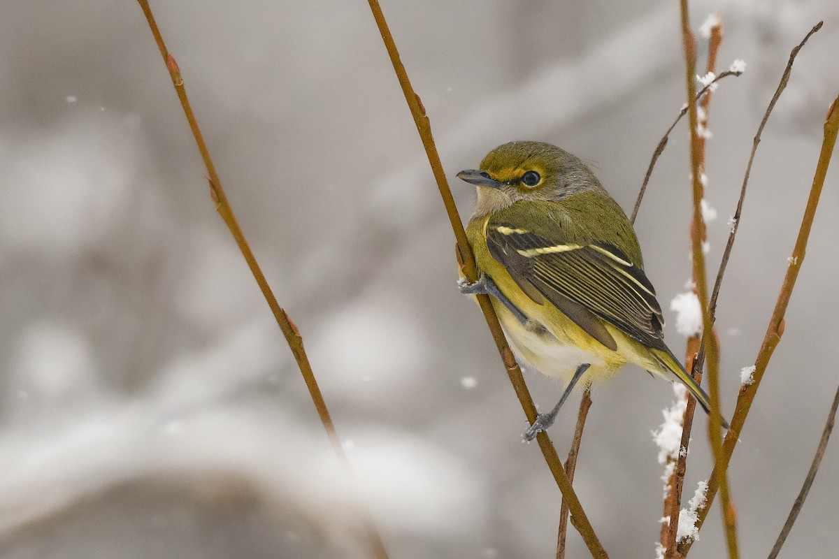 White-eyed Vireo - ML645625091