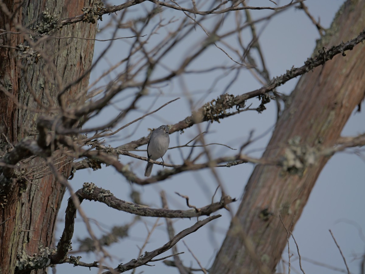 Blue-gray Gnatcatcher - ML645625095