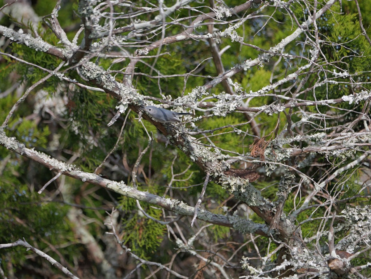 Blue-gray Gnatcatcher - ML645625097