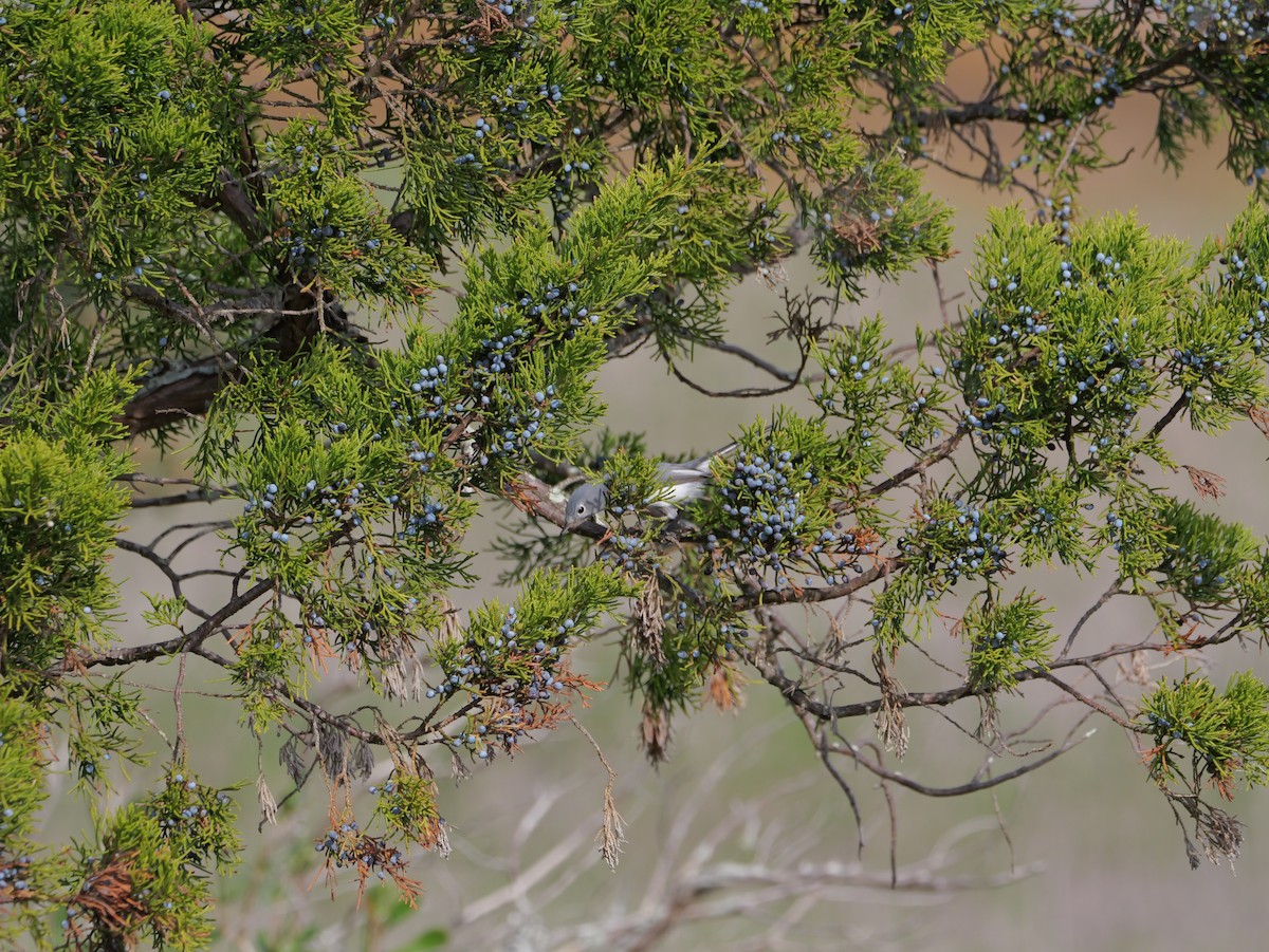 Blue-gray Gnatcatcher - ML645625099