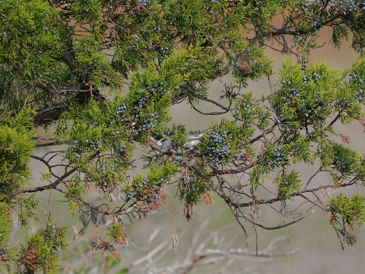 Blue-gray Gnatcatcher - ML645625100