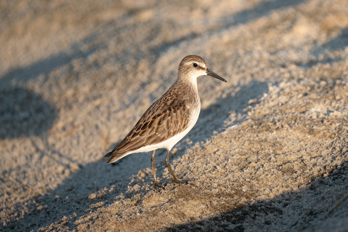 Semipalmated Sandpiper - ML645625105