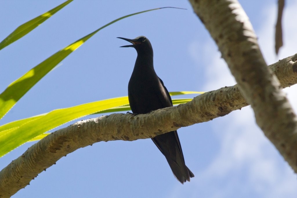 Black Noddy - ML64562511