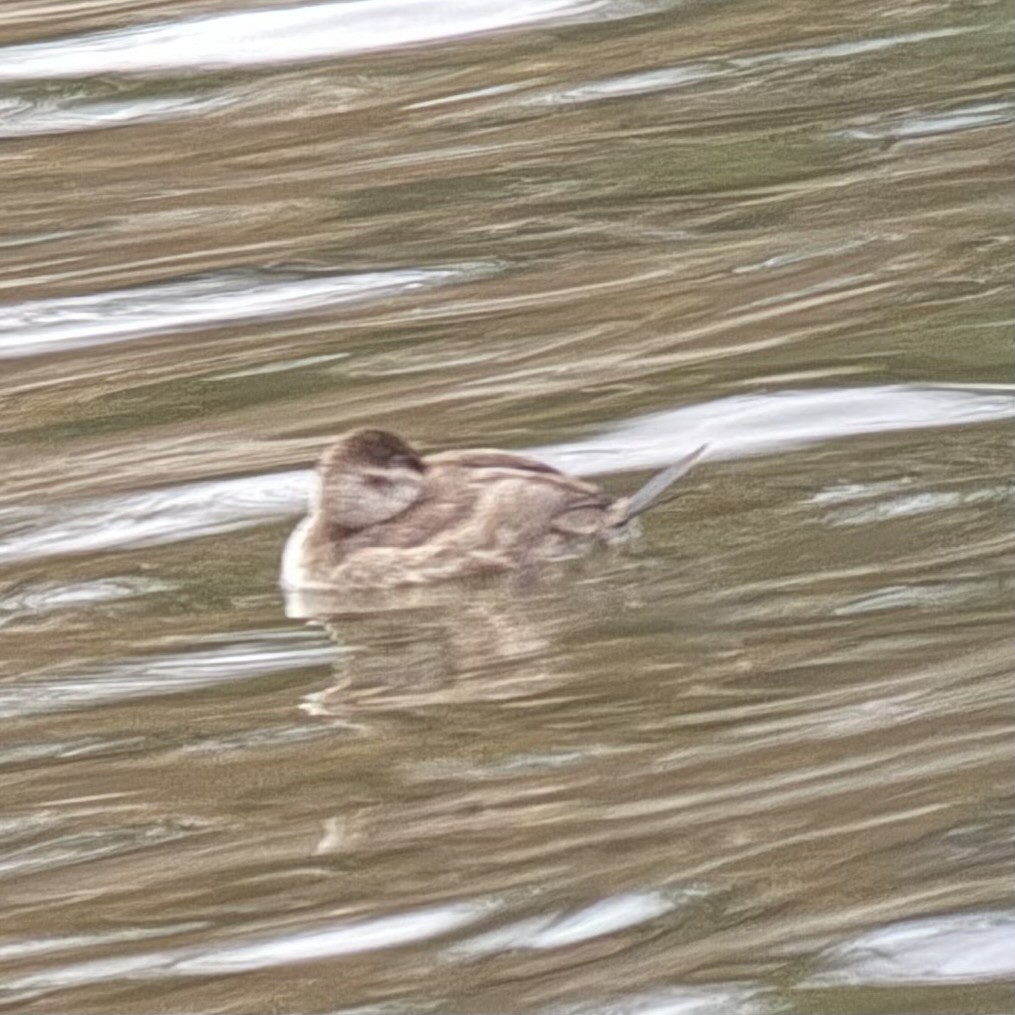 Ruddy Duck - ML645625124