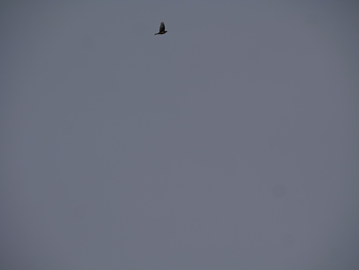 American Pipit - ML645625125