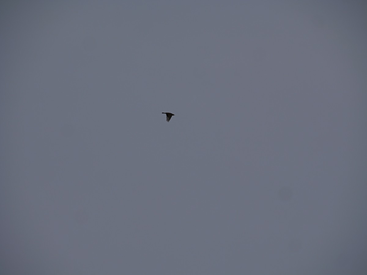 American Pipit - ML645625126