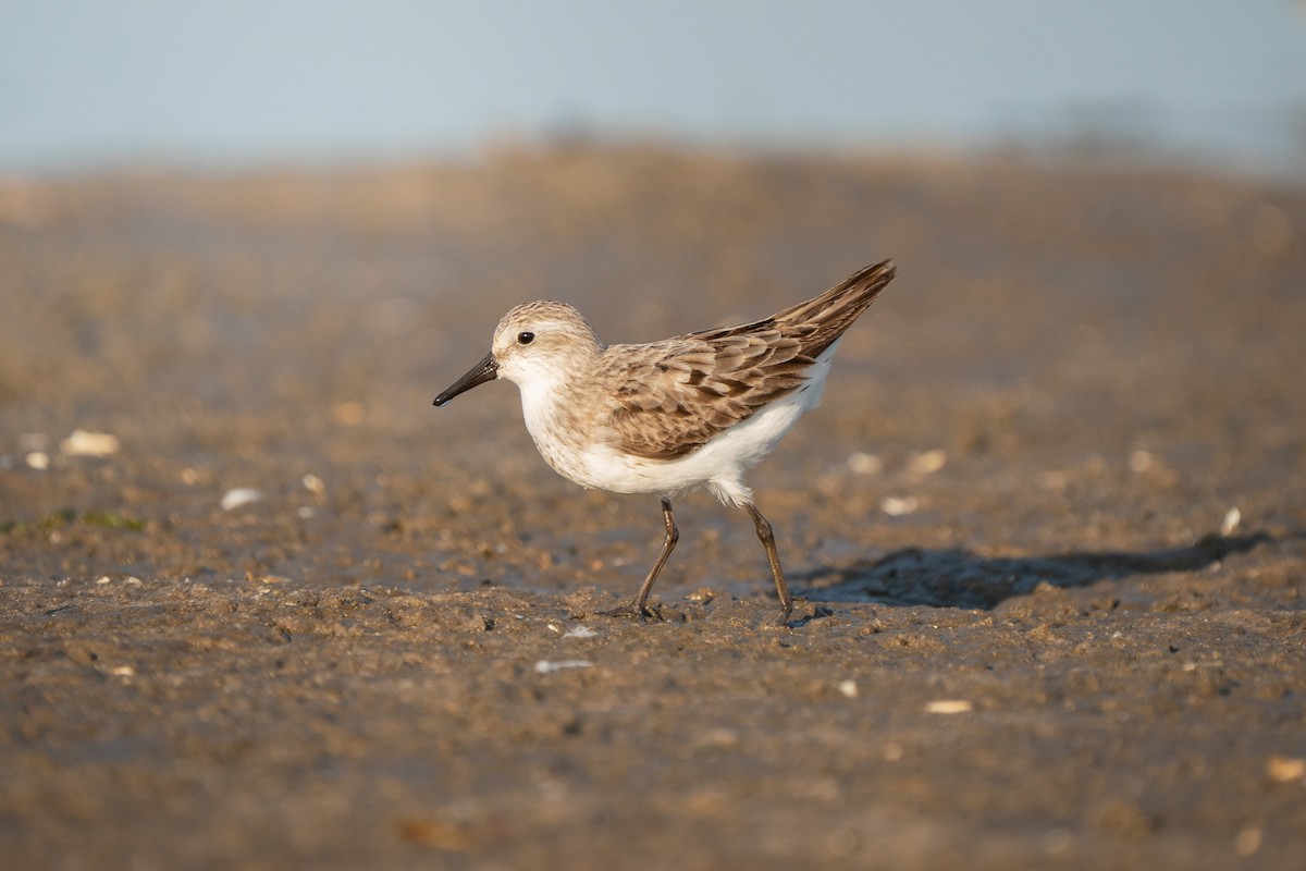 Semipalmated Sandpiper - ML645625129