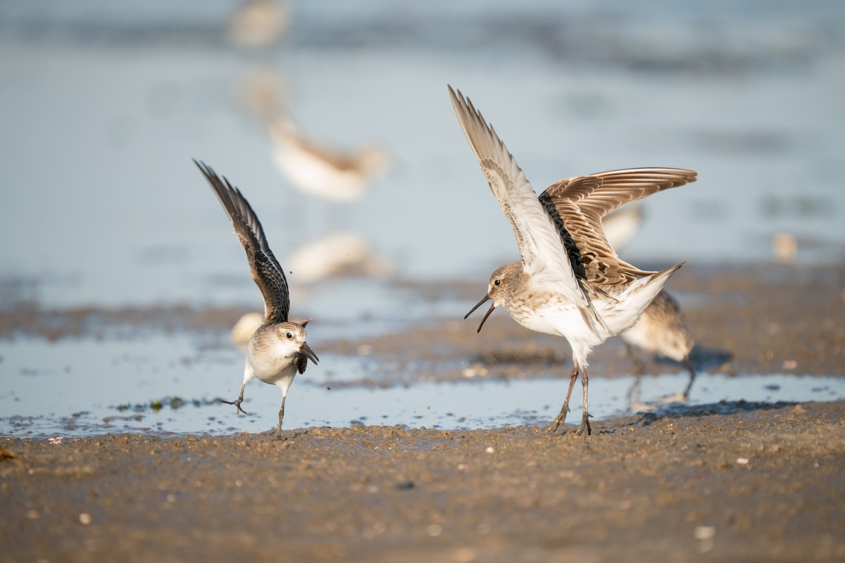 Semipalmated Sandpiper - ML645625132