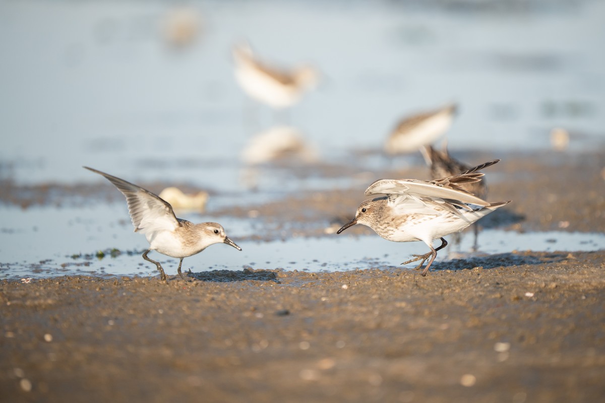 Semipalmated Sandpiper - ML645625133