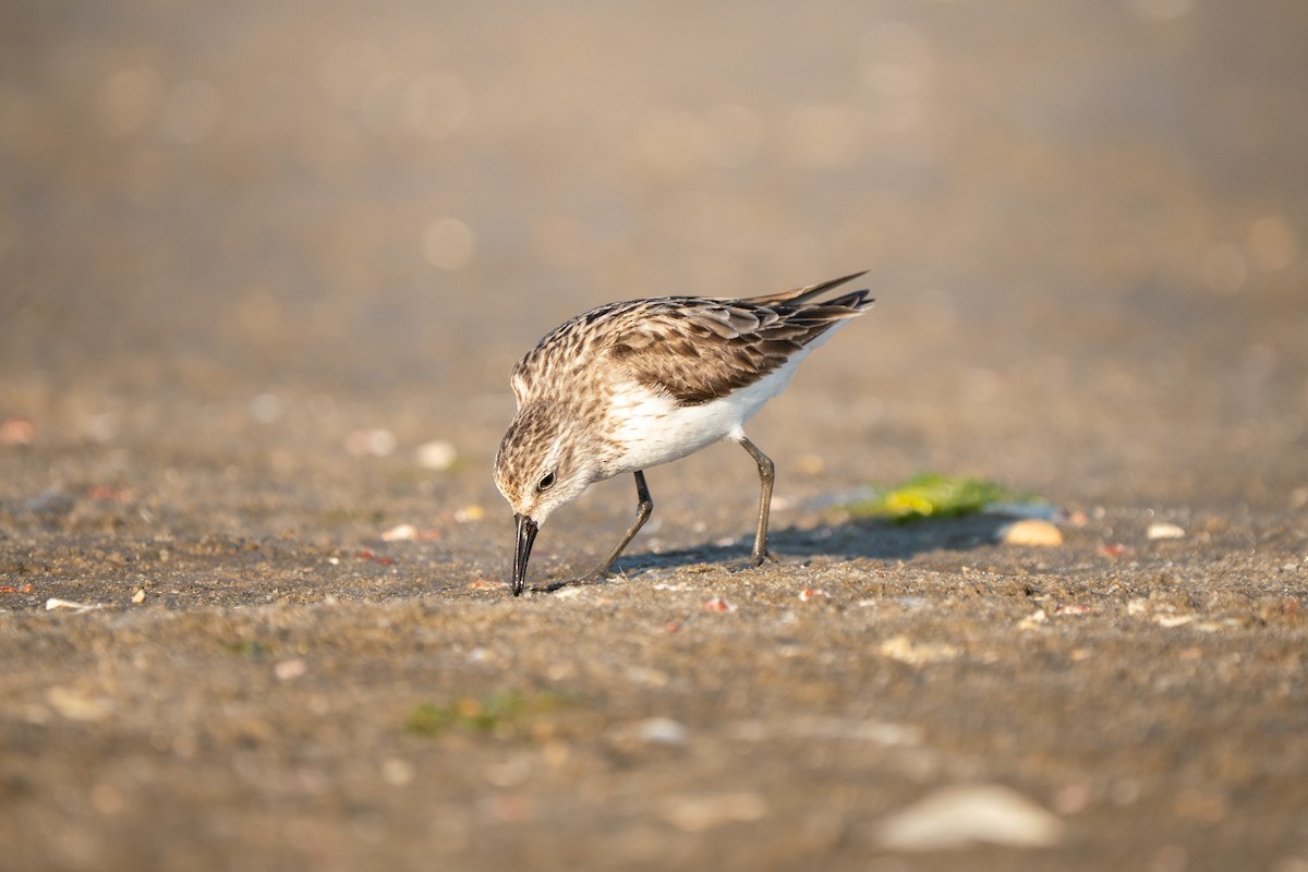 Semipalmated Sandpiper - ML645625134
