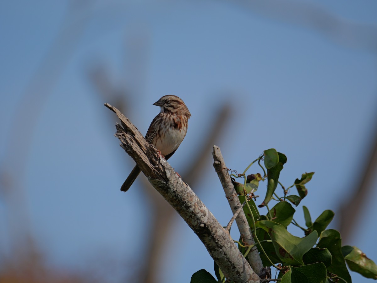 Song Sparrow - ML645625137