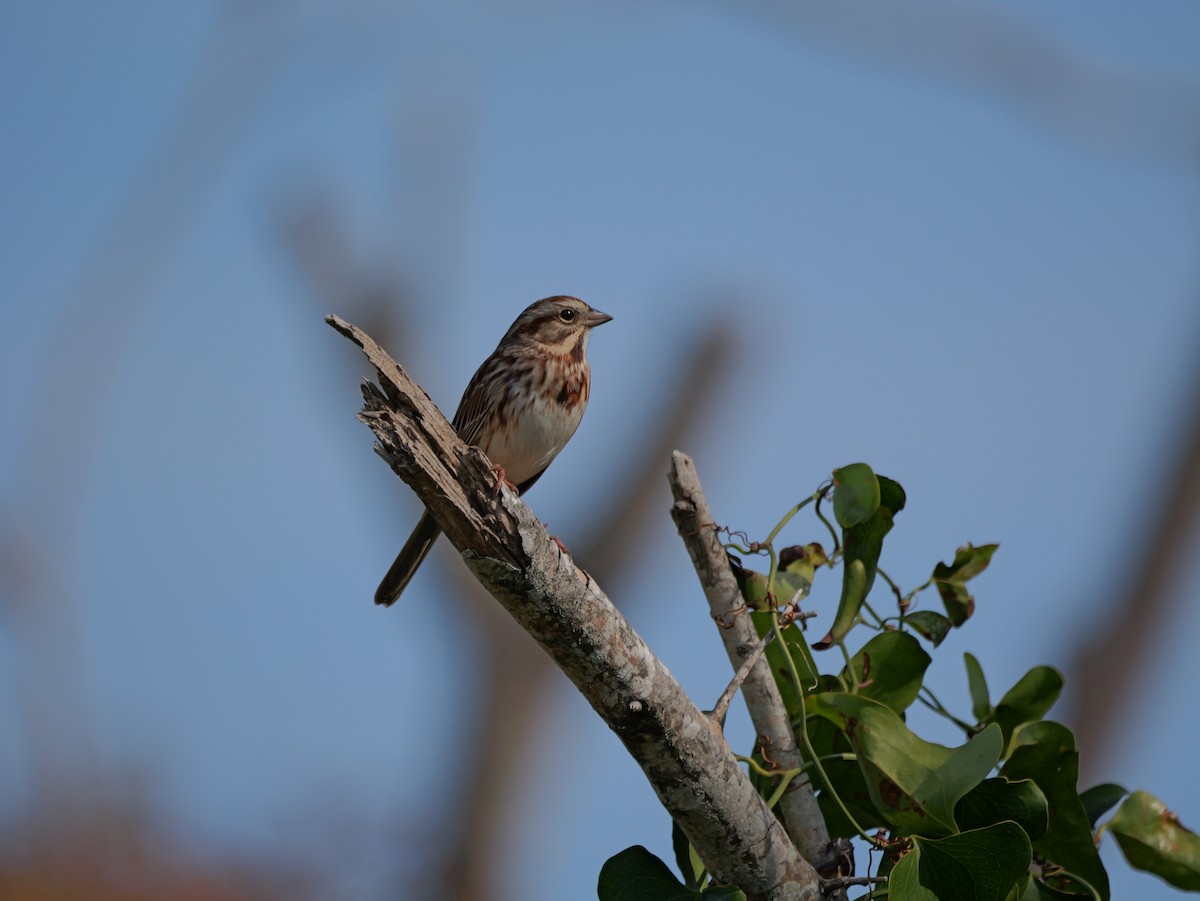 Song Sparrow - ML645625139