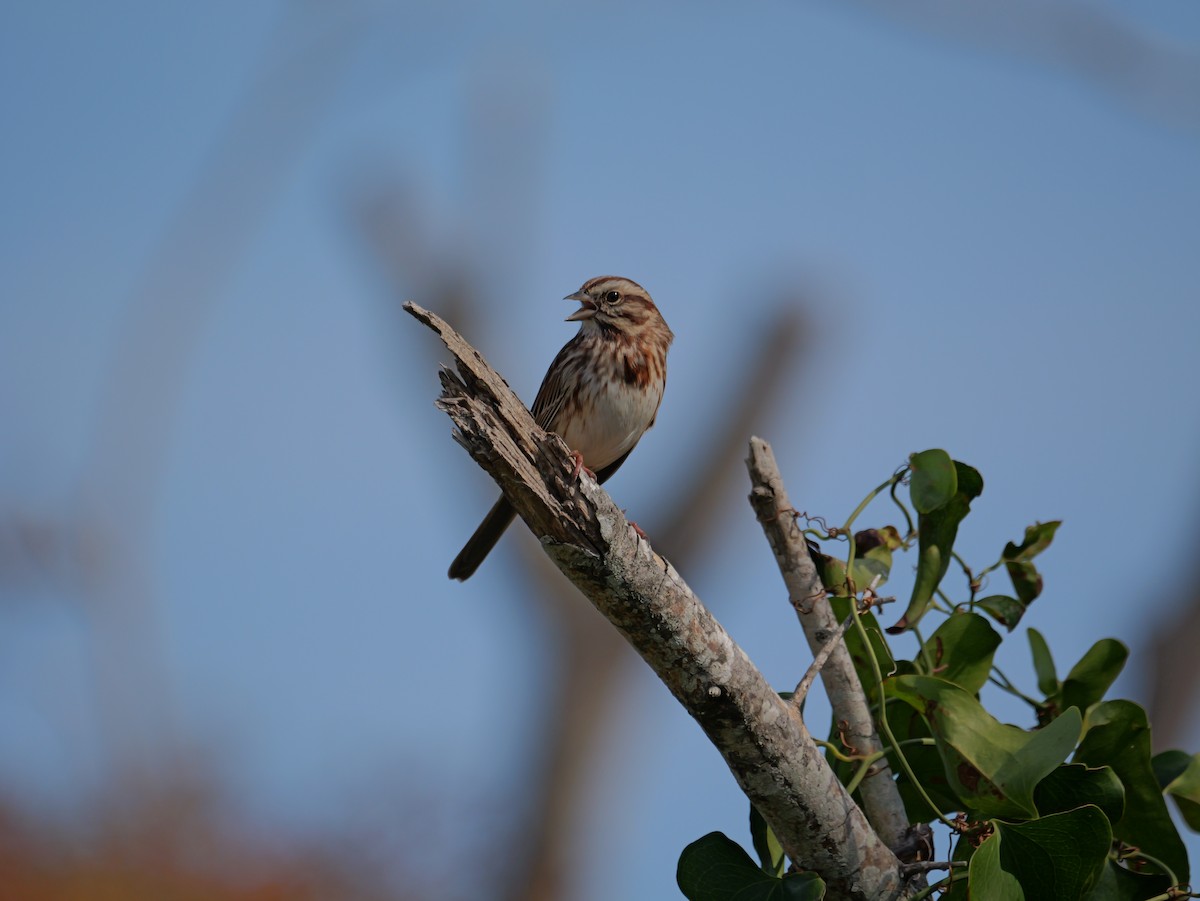 Song Sparrow - ML645625140