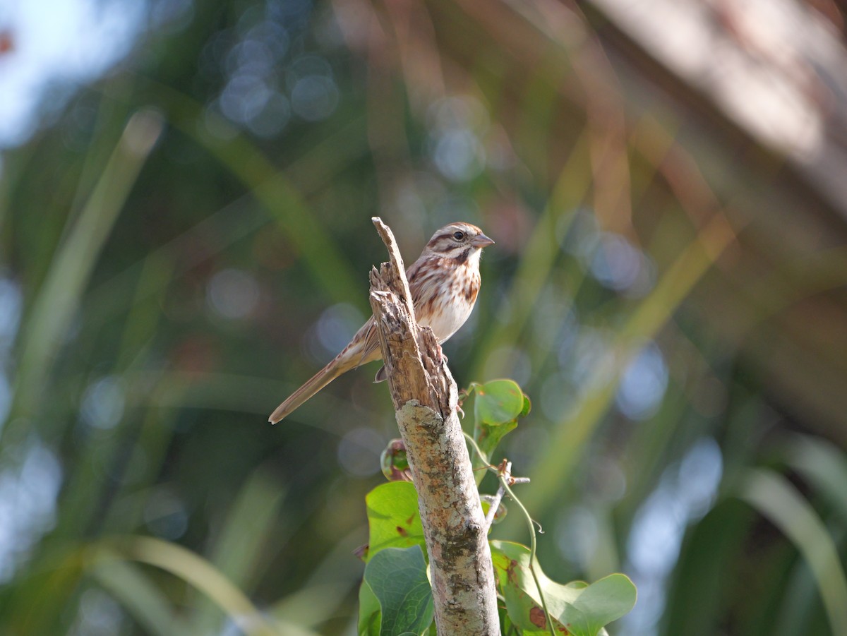 Song Sparrow - ML645625141