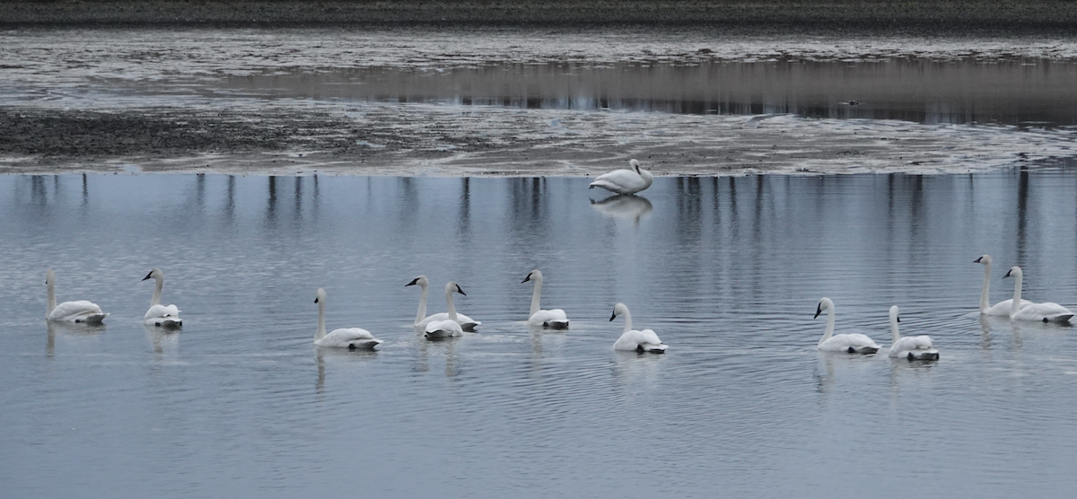Trumpeter Swan - ML645625145