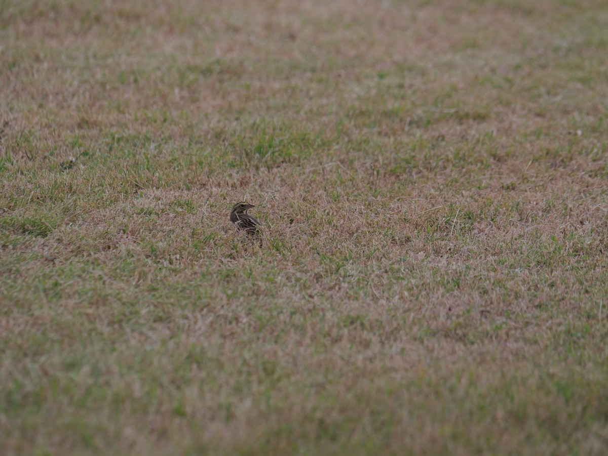 Savannah Sparrow - ML645625147