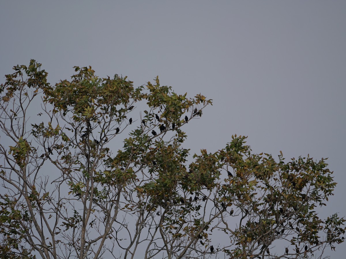 Brown-headed Cowbird - ML645625166