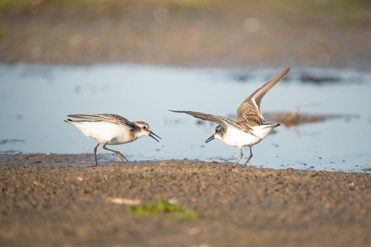 Semipalmated Sandpiper - ML645625170