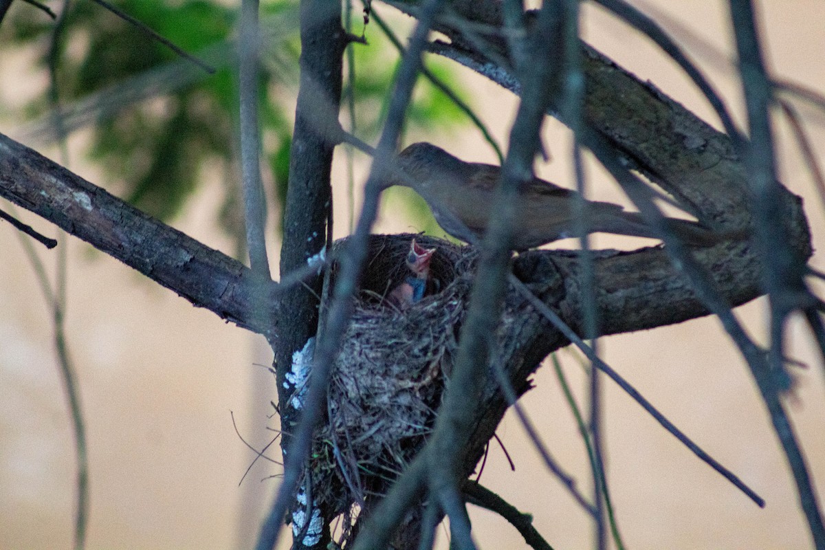Pale-breasted Thrush - ML645625171