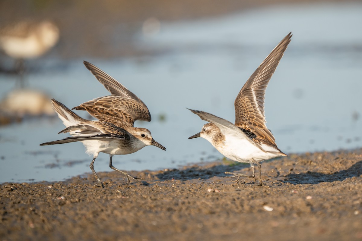 Semipalmated Sandpiper - ML645625176