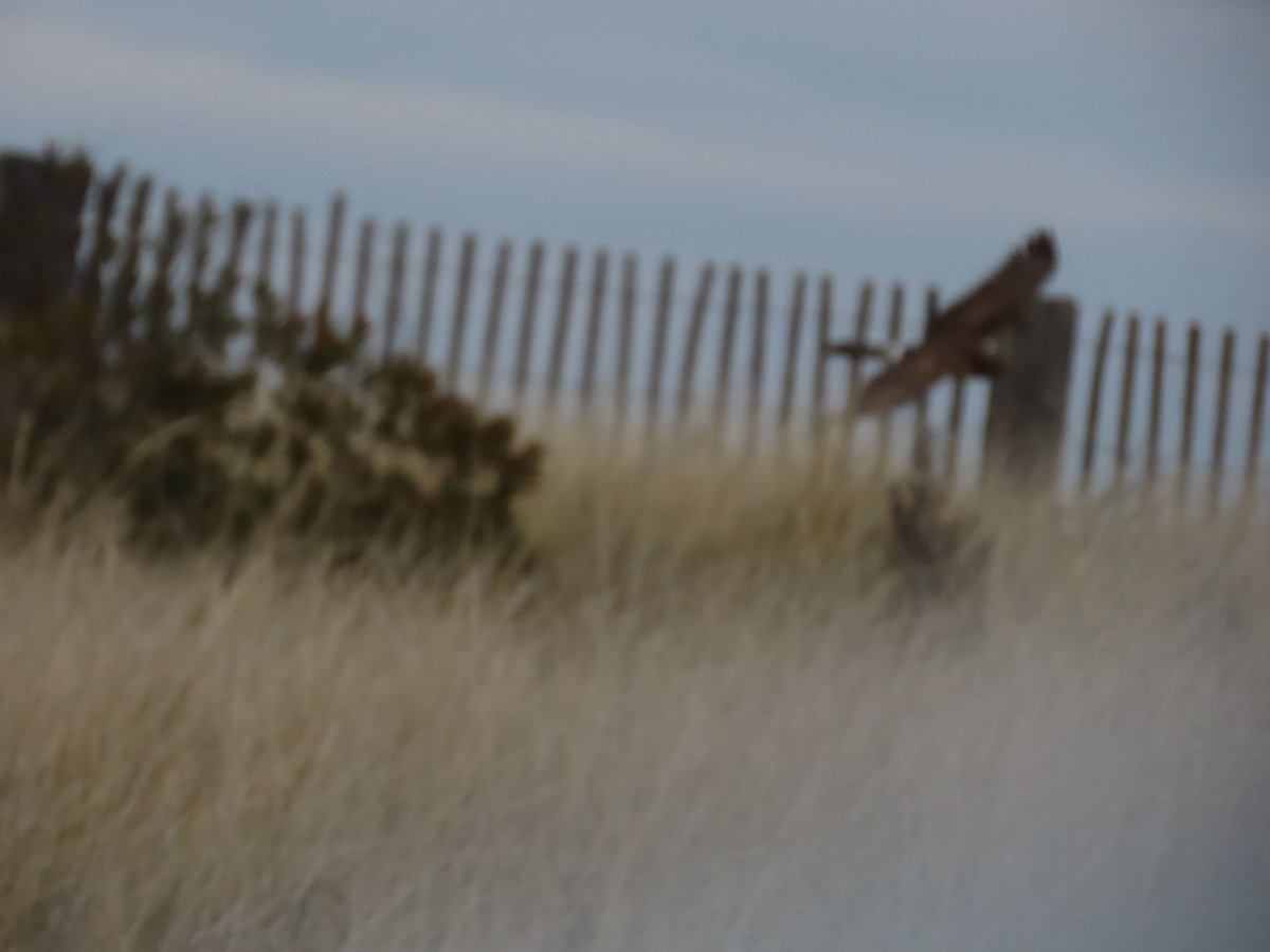 Американский лунь - ML645625181