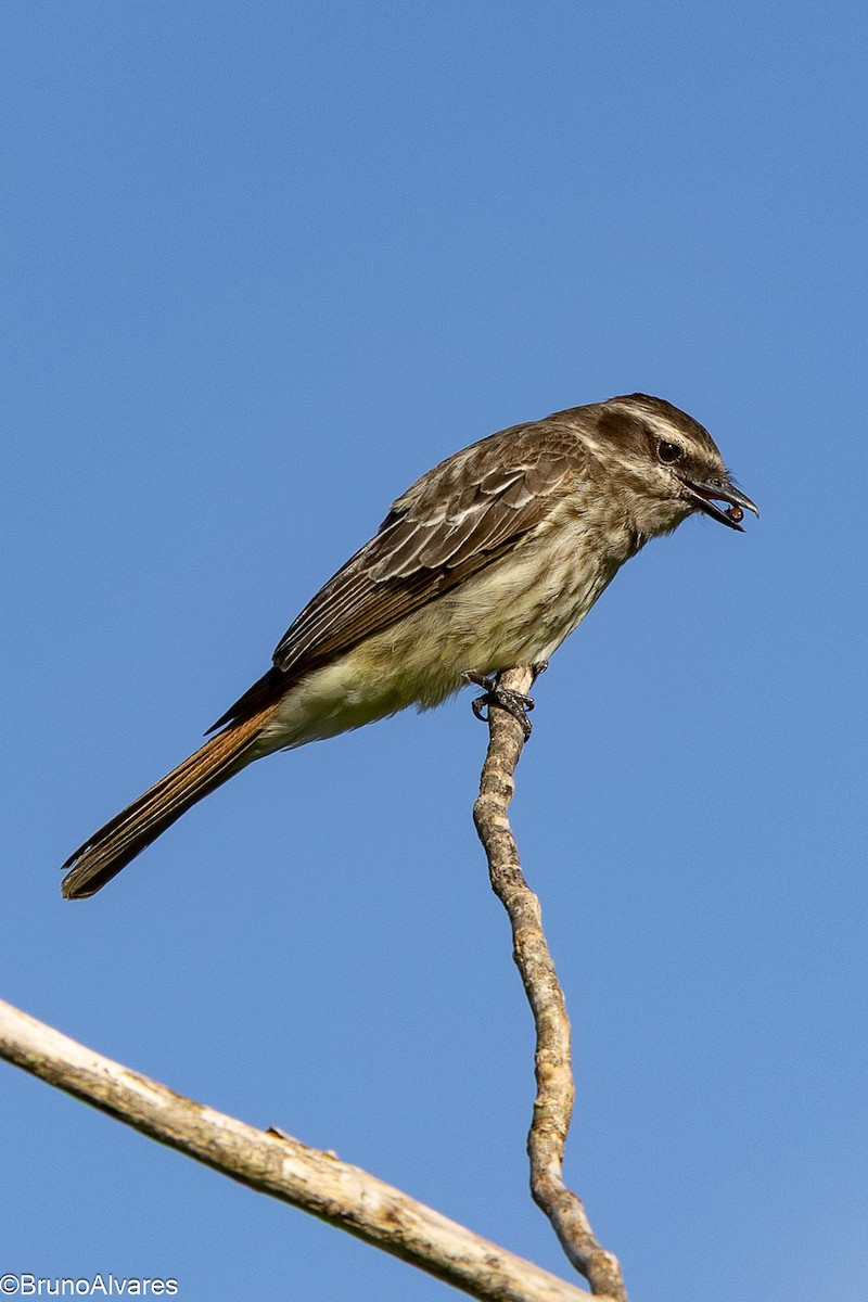 Variegated Flycatcher - ML645625182