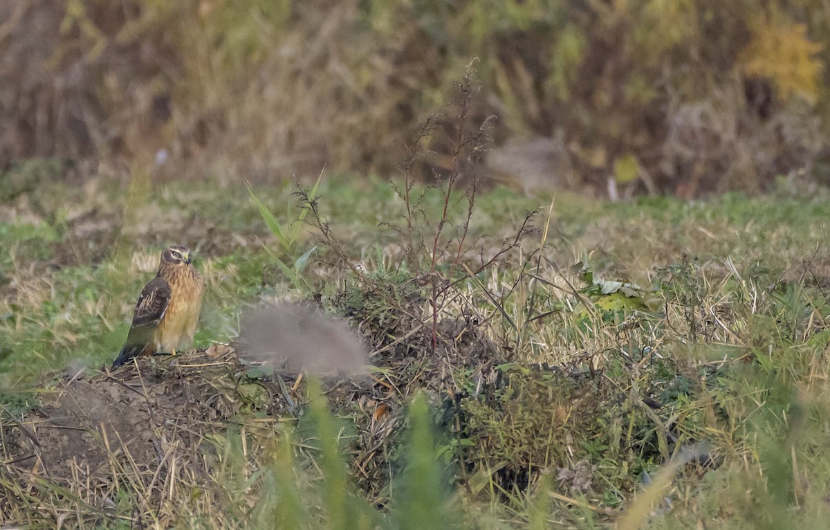 Лунь американський - ML645625185