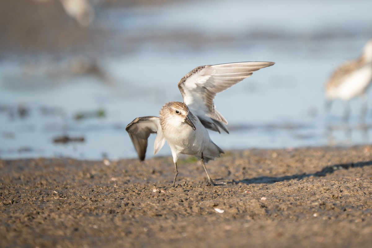 Semipalmated Sandpiper - ML645625189