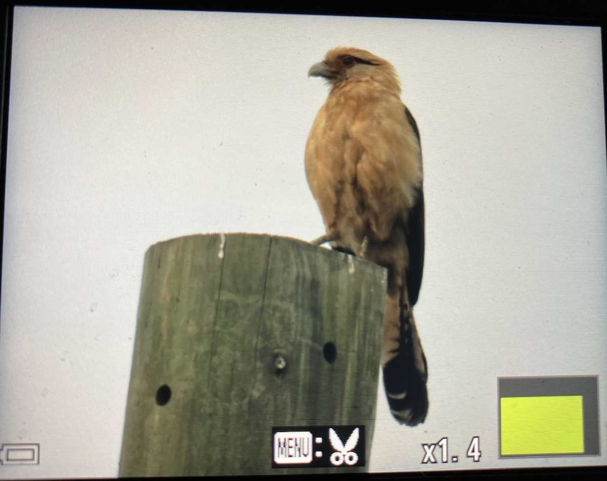 Yellow-headed Caracara - ML645625191