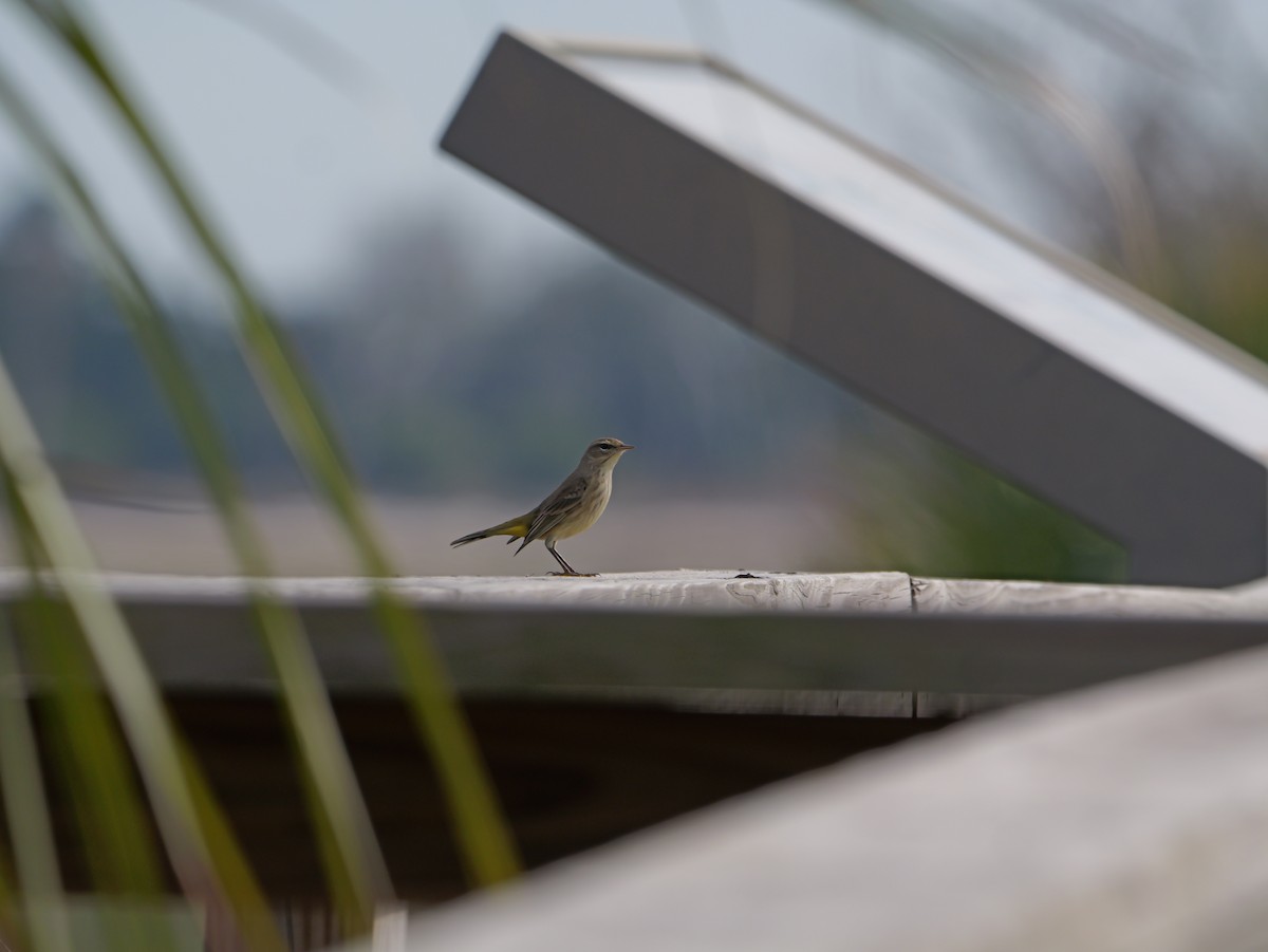 Palm Warbler - ML645625192