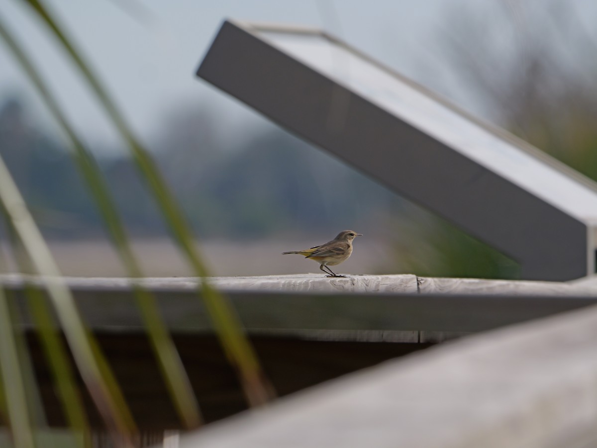 Palm Warbler - ML645625193