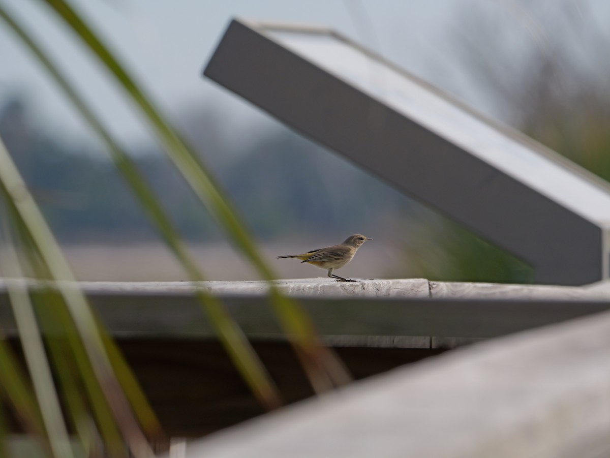 Palm Warbler - ML645625194