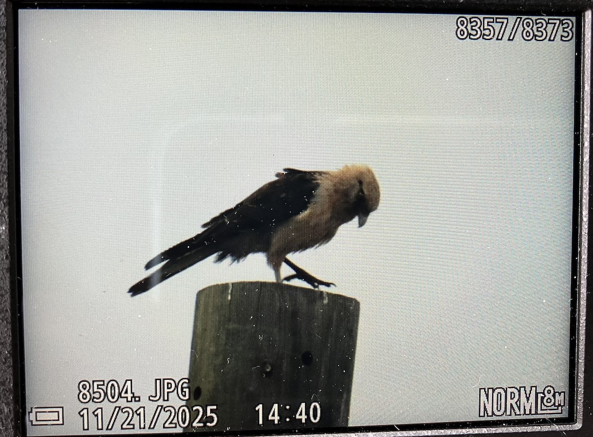 Yellow-headed Caracara - ML645625202