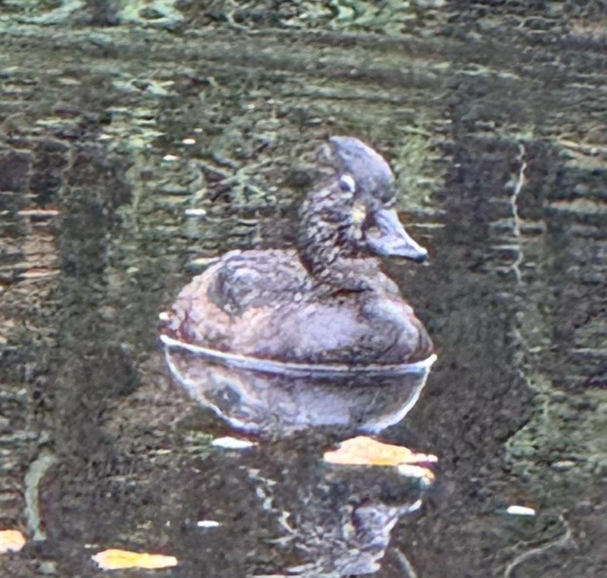 Кольчатая чернеть - ML645625207