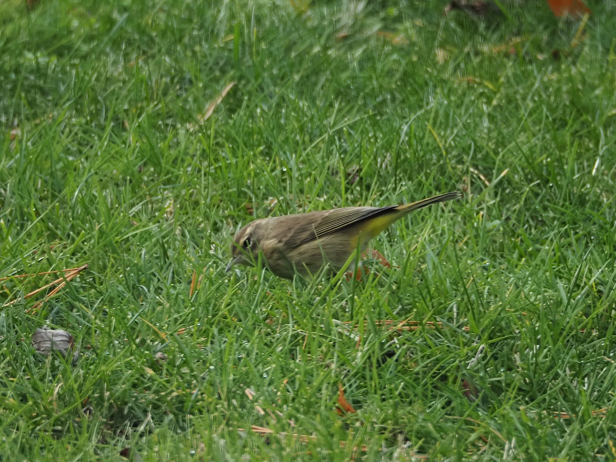 Palm Warbler - ML645625210