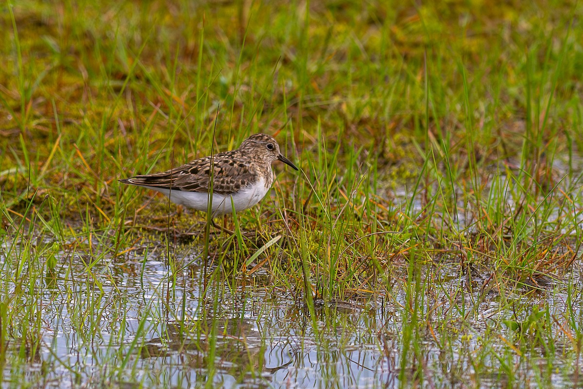 Белохвостый песочник - ML645625212