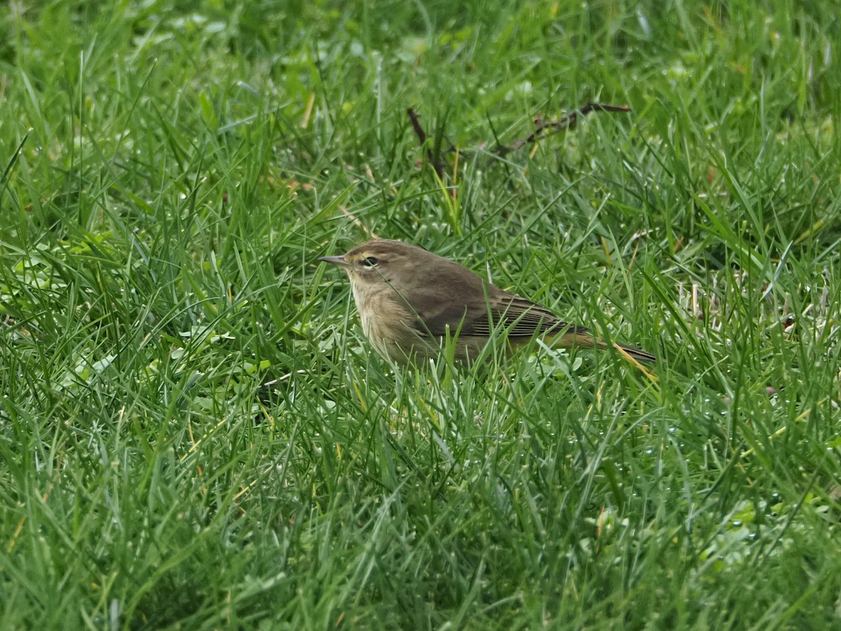 Palm Warbler - ML645625213