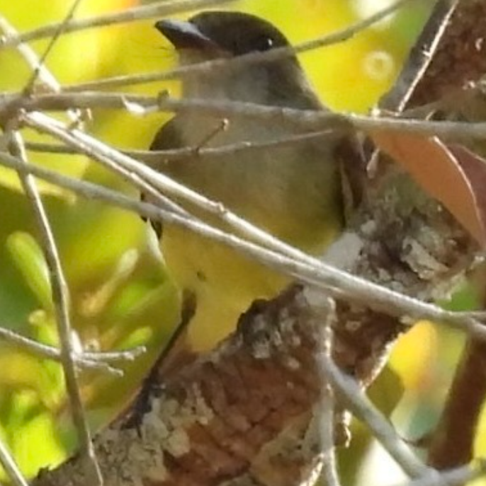 Темноголовый миарх - ML645625214