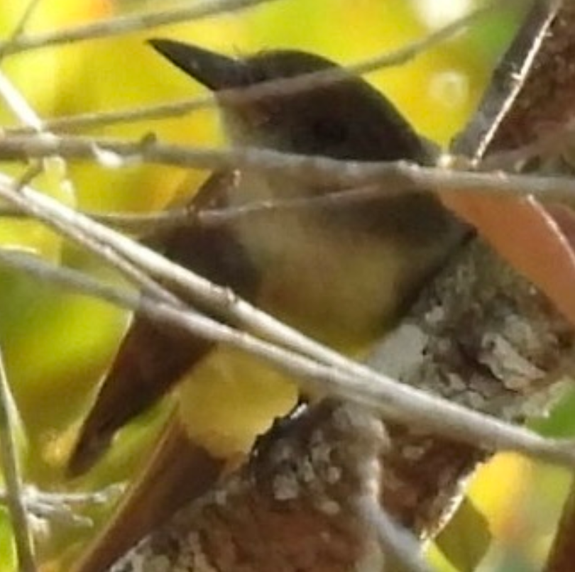 Темноголовый миарх - ML645625215