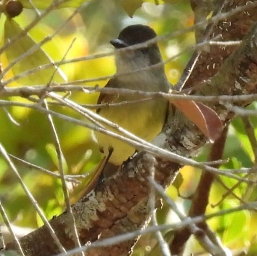 Темноголовый миарх - ML645625216