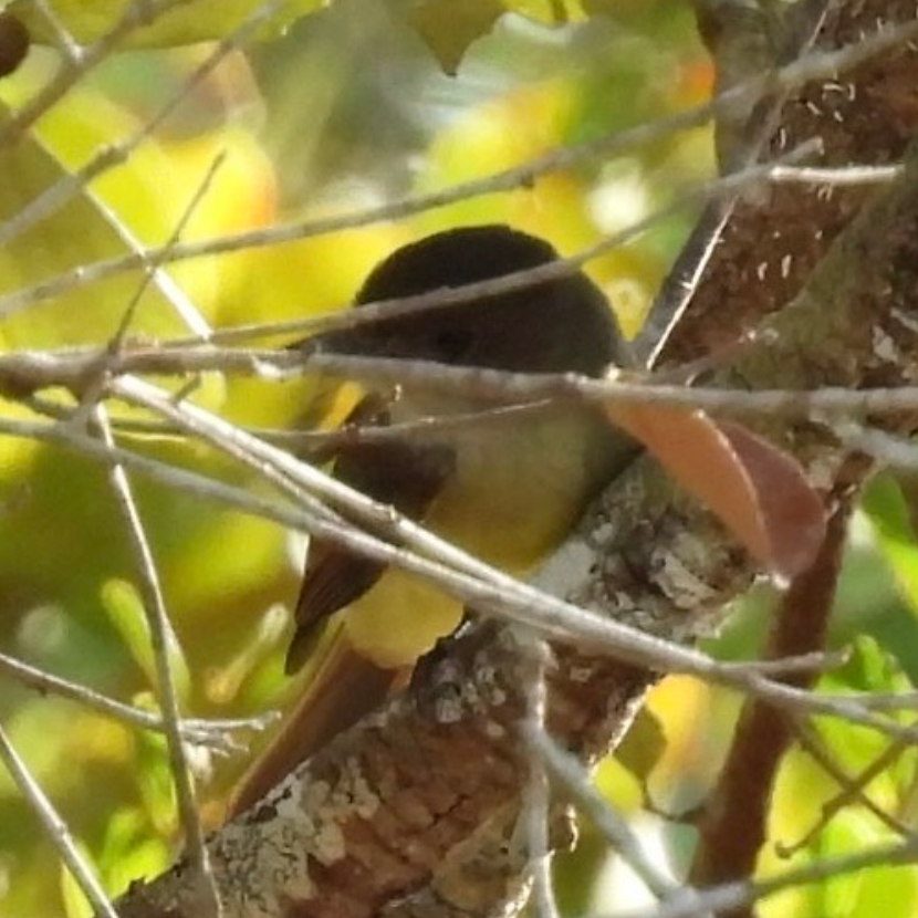 Темноголовый миарх - ML645625217