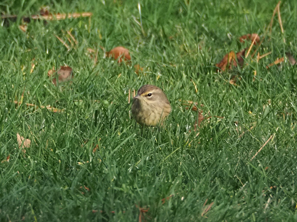 Palm Warbler - ML645625218