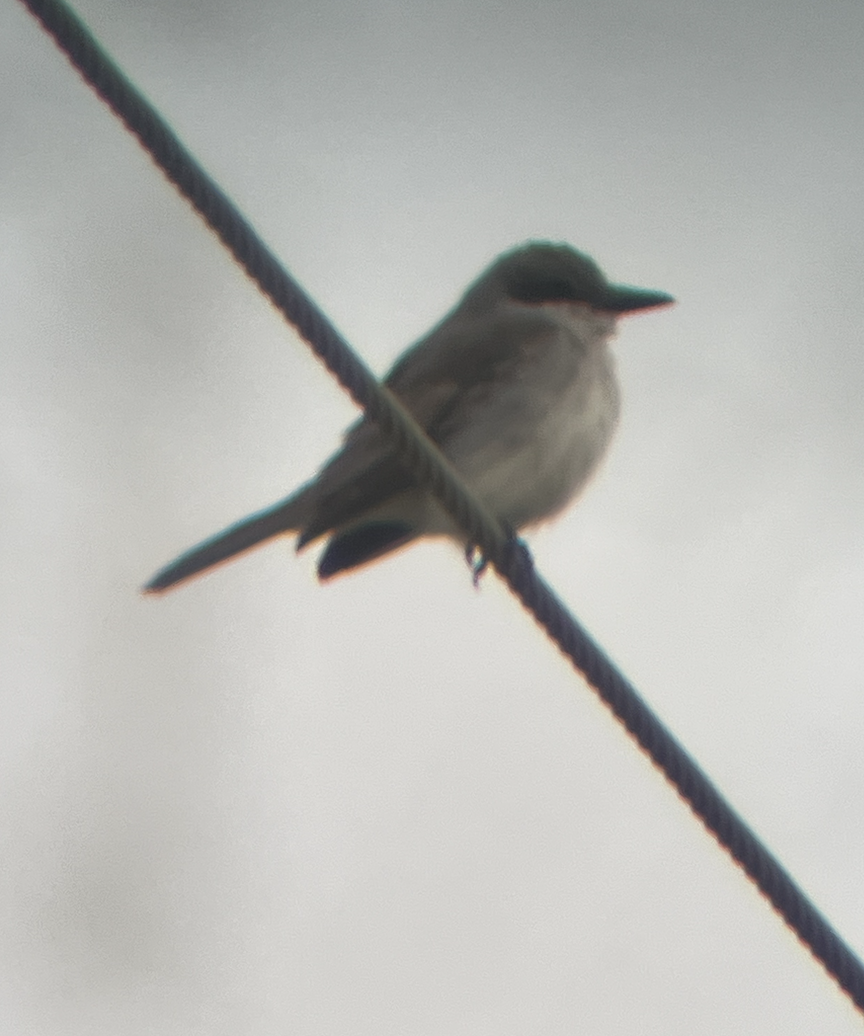 Gray Kingbird - ML645625219