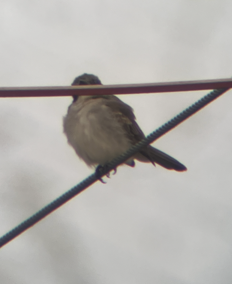 Gray Kingbird - ML645625220