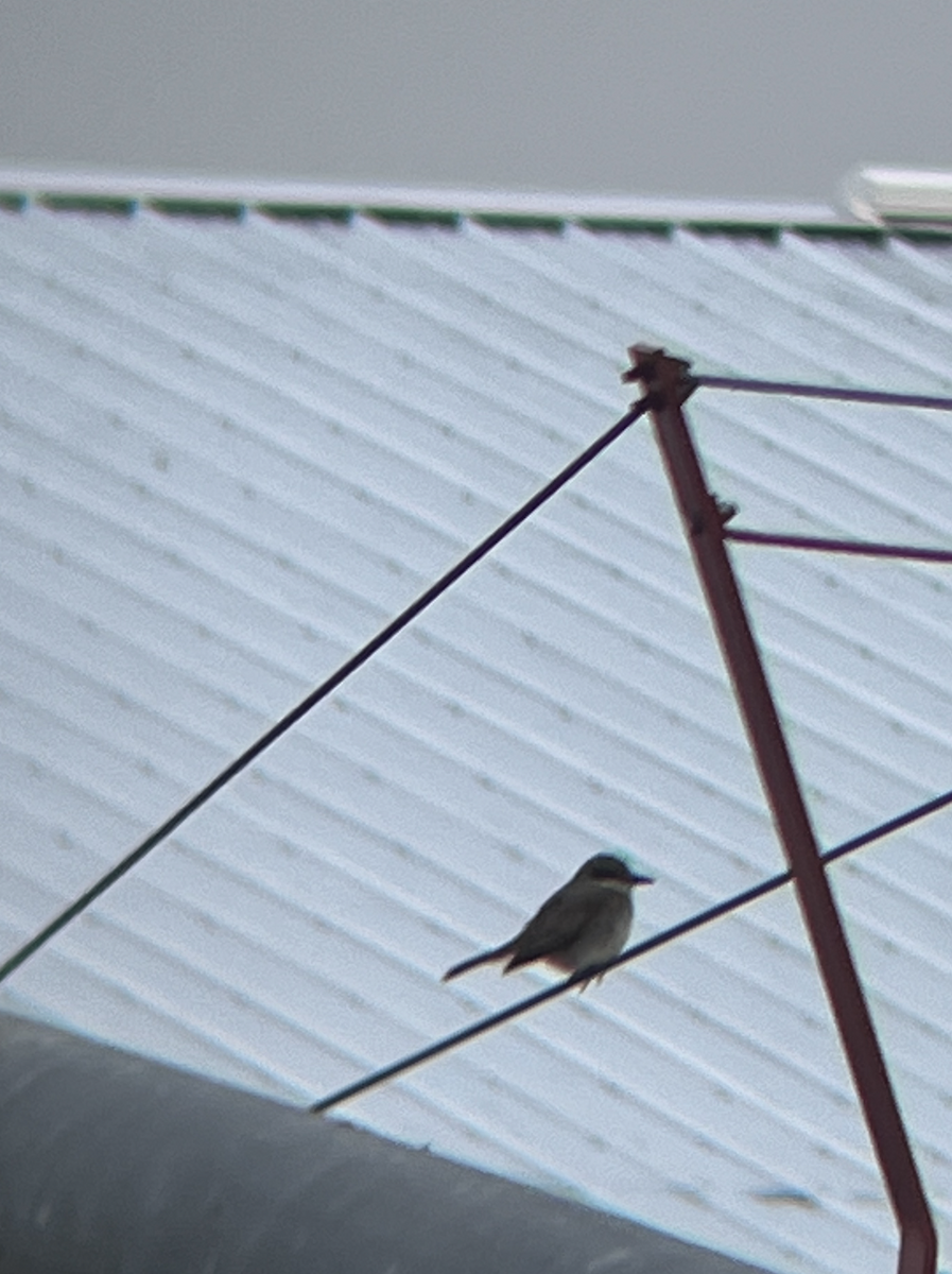 Gray Kingbird - ML645625221