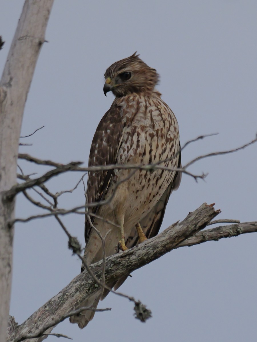 Красноплечий канюк - ML645625222