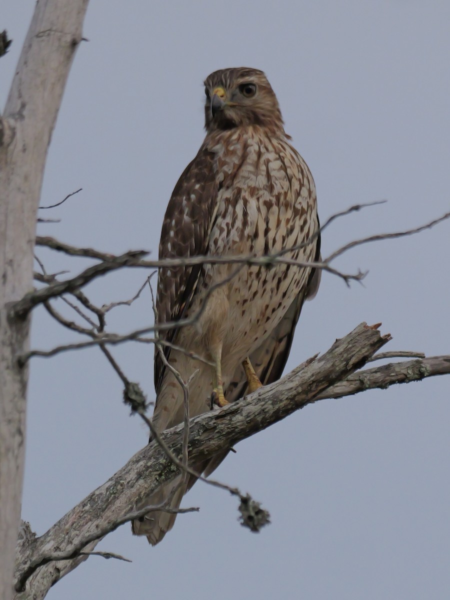 Красноплечий канюк - ML645625223